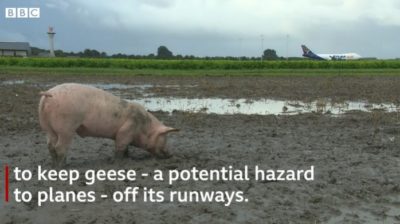 Πως τα γουρούνια κρατούν ασφαλή τα αεροπλάνα στο αεροδρόμιο του Άμστερνταμ…Η “ομάδα περιπολίας” φαίνεται ότι κάνει καλή δουλειά!