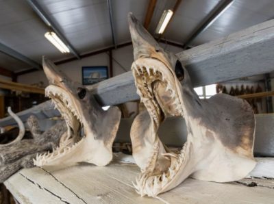 Οι “αιωνόβιοι καρχαρίες” που ζουν πανω από 250 χρόνια. Με μήκος 7 μέτρα, ζυγίζουν πάνω από 1200 κιλά και κατασπαράζουν μέχρι πολική αρκούδα