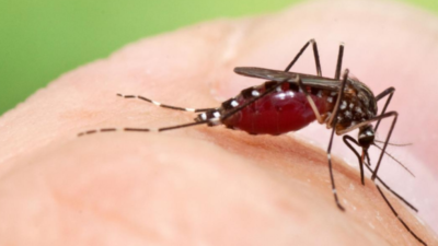 Πόσο επικίνδυνα είναι τα κορεάτικα κουνούπια που εισήλθαν στην Ευρώπη. Φορείς ιών και πολύ ανθεκτικά στο κρύο. Εντομολόγος εξηγεί