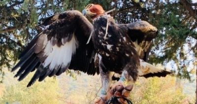 Επανέρχεται στην Ελλάδα το κυνήγι με γεράκια. Οι γερακάρηδες στην υπηρεσία του ελέγχου της άγριας πανίδας