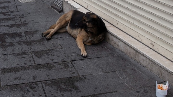 Ο «Μπότζι» κάνει κάθε μέρα 30 χλμ. με τα ΜΜΜ στην Κωνσταντινούπολη.  Ταξιδεύει και με το φέρι μποτ