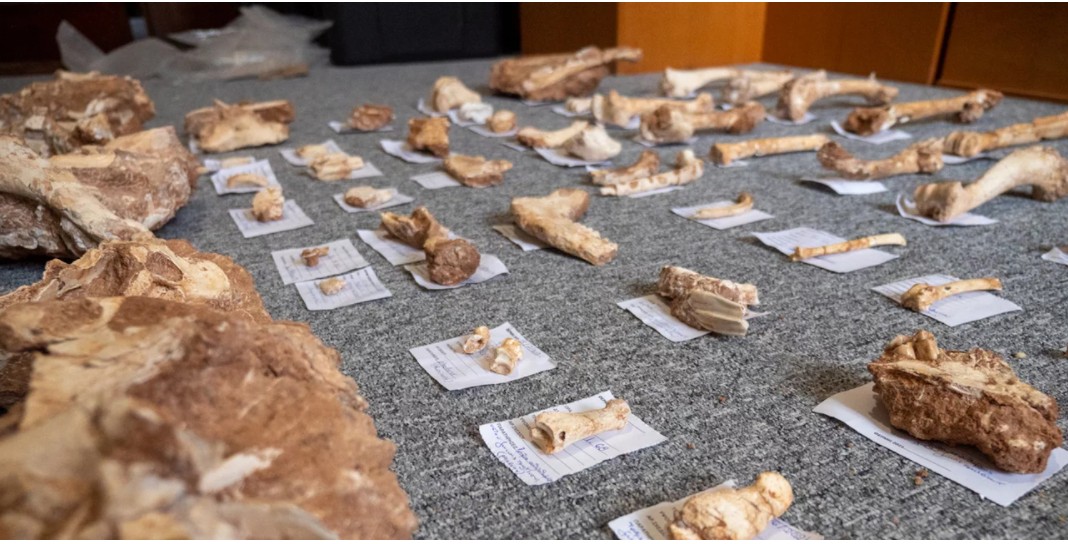 Σύγχρονο “Τζουράσικ Πάρκ” στη Μυτιλήνη. Εντοπίστηκαν απολιθωμένα οστά ζώων που έζησαν πριν από 2 εκατ. χρόνια (φωτο)