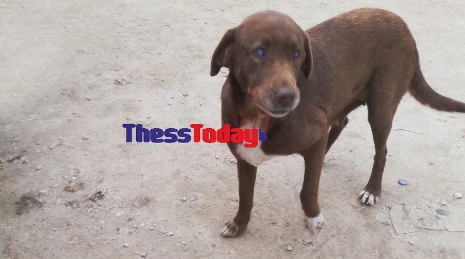 Τυφλή σκυλίτσα στη Νάουσα Ημαθίας, έφυγε από το καταφύγιο και επέστρεψε στον άνθρωπο που την βρήκε και την περιέθαλψε