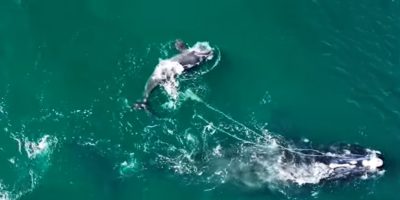 Φάλαινα παγιδευμένη επί μήνες σε σκοινιά κατάφερε να γεννήσει- Ο λόγος που δεν μπορεί να ελευθερωθεί (Βίντεο)