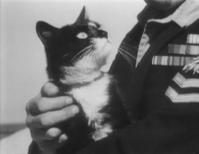 Ο γάτος που επέζησε σε τρία πολεμικά πλοία, που βυθίστηκαν στον Δεύτερο Παγκόσμιο πόλεμο. Ο “Αβύθιστος Σαμ”