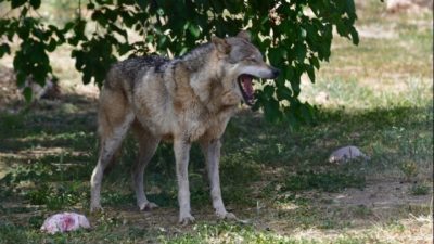 Πολλαπλασιάστηκαν οι λύκοι στην ΕΕ. Η Κομισιόν Ζητάει προτάσεις και δεδομένα από τα κράτη μέλη