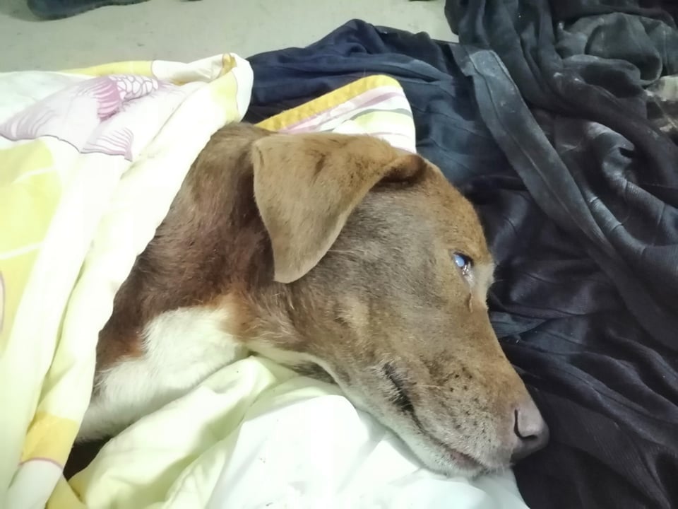 Kτηνωδία στη Νάουσα: Δηλητηρίασαν την τυφλή σκυλίτσα-Μηνύσεις από τον δήμαρχο