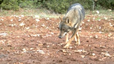 Βρέθηκε σκοτωμένος λύκος στο Καπανδρίτι. Η εκτίμηση του “Αρκτούρου” για μάχη με αγριογούρουνο. Τα άλλα σενάρια