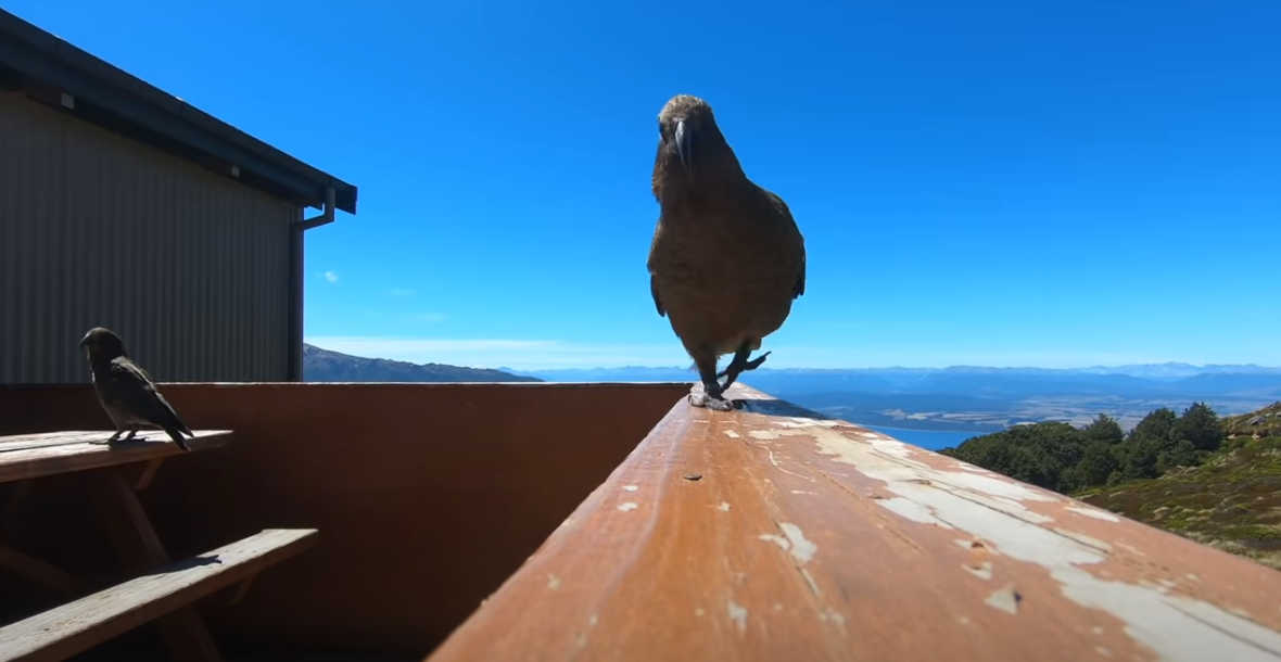 Παπαγάλος έκλεψε κάμερα GoPro και κατέγραψε την πτήση του. Το είδος είναι διάσημο για την κλοπή αντικειμένων (βίντεο)
