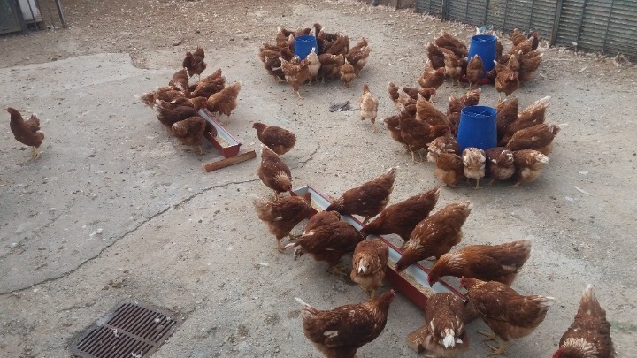 Σε έξαρση η γρίπη των πουλερικών στην Ισπανία-Θανατώθηκαν πάνω από 130.000 κότες