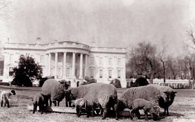 Sheep_on_White_House