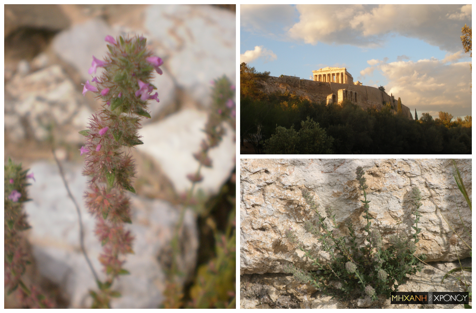 Μικρομέρια. Το σπάνιο λουλούδι που φυτρώνει μόνο στην Ακρόπολη. Ήταν εξαφανισμένο για έναν αιώνα (φωτογραφίες)