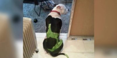 Ο δράστης που κακοποίησε τη γάτα στην Αιδηψό, φέρεται να είχε βάψει το σκύλο του στα χρώματα της ομάδας του (φωτο)