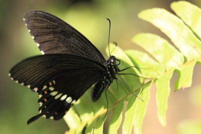 Mαύρες πεταλούδες εμφανίζονται σε πολλές γειτονιές της Αθήνας. Ποια η σχέση τους με το σκόρο