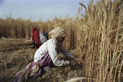 Η Ινδία απαγόρευσε την εξαγωγή σιτηρών. Φόβοι για επιδείνωση της επισιτιστικής κρίσης. Γιατί πήρε αυτήν την απόφαση