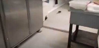 Ποντίκι έκανε βόλτες στην κουζίνα της λέσχης του ΑΠΘ. Κάτω από σκεύη με μαγειρεμένο φαγητό (βίντεο)