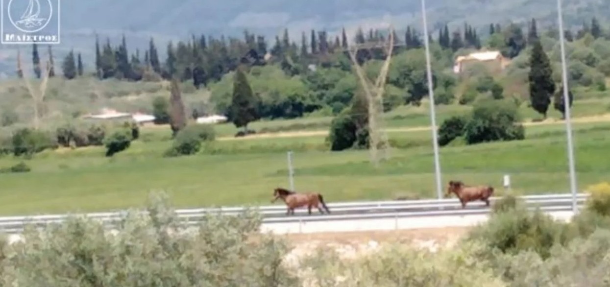 Άγρια άλογα κάλπαζαν στην Ιόνια οδό, κοντά στην Αμφιλοχία. Η έκπληξη των οδηγών (βίντεο)