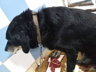 Φρίκη στα Χανιά. Οδηγός έδεσε σκύλο στον προφυλακτήρα του αυτοκινήτου και τον έσερνε στο οδόστρωμα