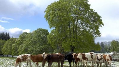 Οι χιομισμένες Άλπεις πρασινίζουν λόγω της κλιματικής αλλαγής. Σπάνια φυτά σε μεγάλα υψόμετρα κινδυνεύουν να εξαφανιστούν