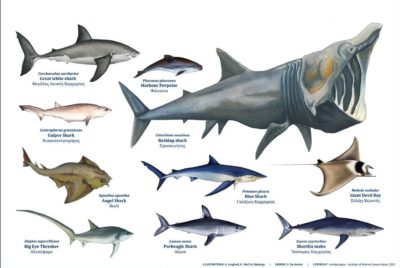 Oι καρχαρίες των ελληνικών θαλασσών. Που βρίσκονται και ποιοι κινδυνεύουν. Τέσσερις μύθοι και αλήθειες