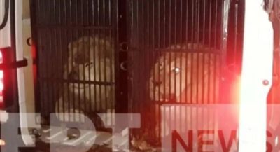 Καταγγελία φιλοζωικής για κλουβιά με λιοντάρια και τίγρη που ταξίδευαν για Μύκονο. Ζητούν παρέμβαση εισαγγελέα