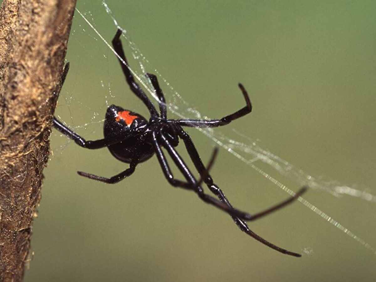 Αράχνη «μαύρη χήρα» τσίμπησε αγρότη στις Σέρρες- Μεταφέρθηκε με πόνους σε όλο το σώμα στο νοσοκομείο