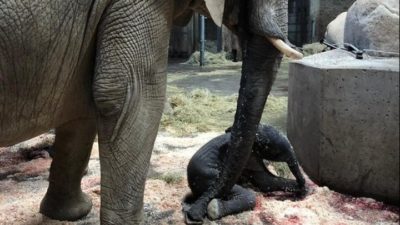 Μια ελεφαντίνα πέθανε από έρπη δύο εβδομάδες μετά τον αδελφό της, στο Ζωολογικό Κήπο της Ζυρίχης