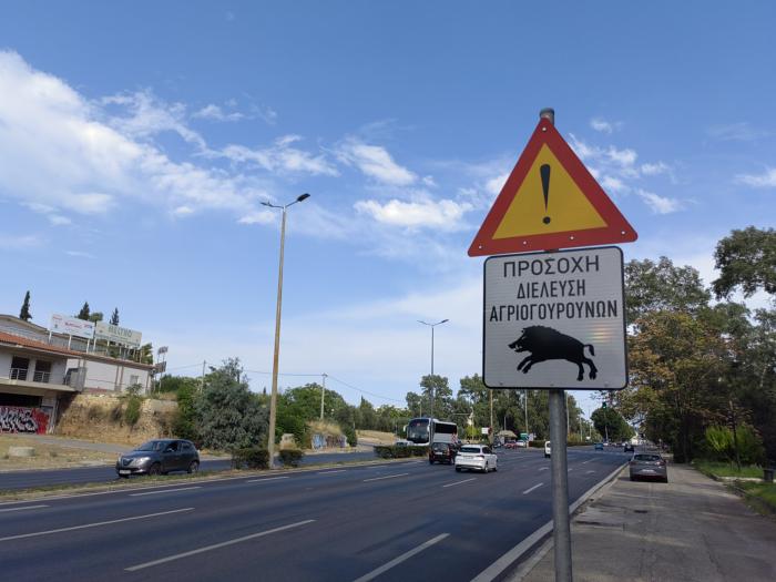 Αγριογούρουνα στους δρόμους της Αθήνας. Που τοποθετήθηκαν προειδοποιητικές πινακίδες