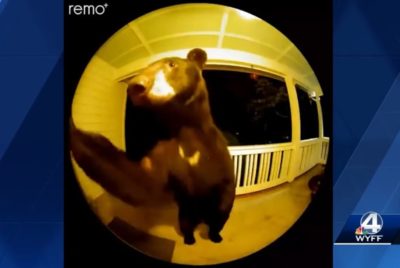 Αρκούδα χτύπησε το κουδούνι του σπιτιού μιας γυναίκας στην Καλιφόρνια των ΗΠΑ (βίντεο)