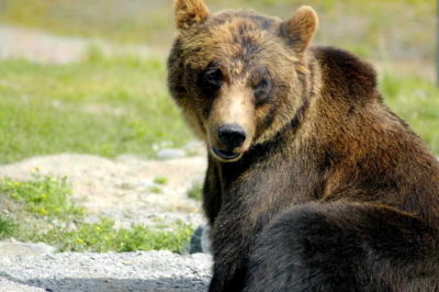 Αρκούδα με τα αρκουδάκια της έκανε βόλτα στο κέντρο της Καστοριάς. Η επιχείρηση απομάκρυνσης προς το βουνό διήρκεσε τρεις ώρες