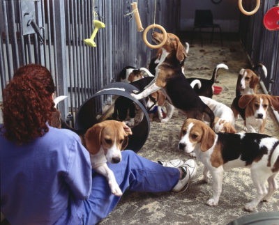 ΗΠΑ. 4.000 σκυλάκια σώθηκαν από κυνοτροφείο-κόλαση. Είχαν πουληθεί σε εργοστήρια φαρμάκων για πειράματα