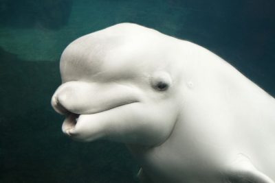 Φάλαινα μπελούγκα βρέθηκε στον Σηκουάνα. Μεγάλη κινητοποίηση για τη διάσωσή της