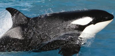 Φάλαινα χτυπιέται σε τζάμι ενυδρείου μετά από 12 χρόνια απομόνωσης. Συγκλονιστικό βίντεο