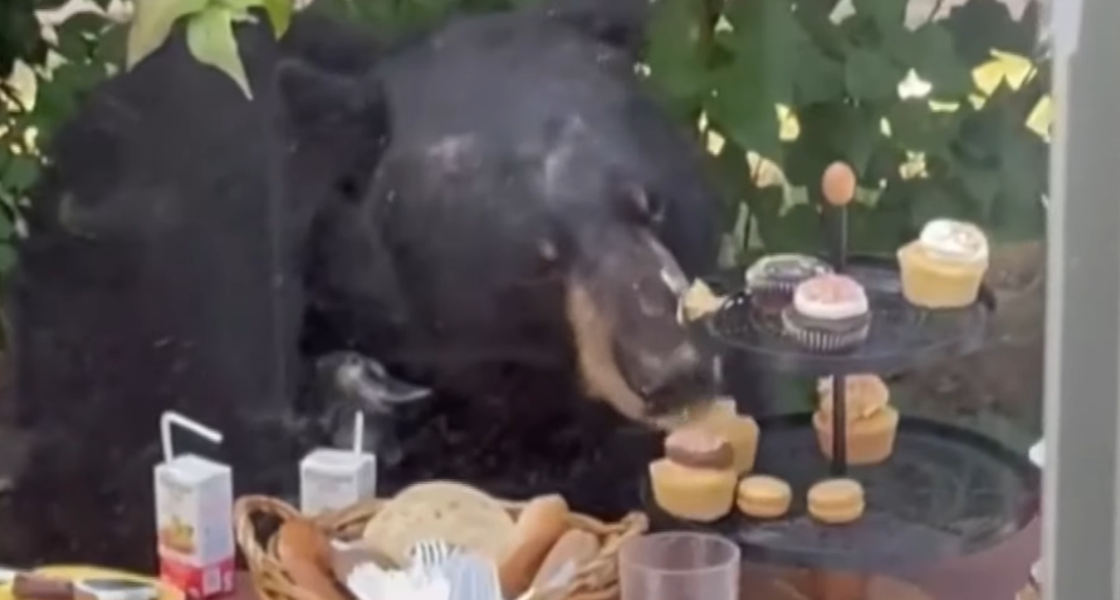 Αρκούδα στις ΗΠΑ “εισέβαλε” σε πάρτι 2χρονου και έφαγε τα γλυκά (βίντεο)