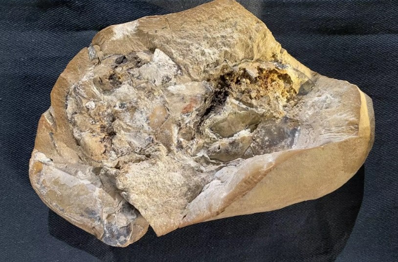 Αποκαλύφθηκε η αρχαιότερη καρδιά της Γης στην Αυστραλία. Το εντυπωσιακό απολίθωμα ηλικίας 380 εκατομμυρίων ετών