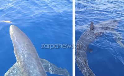Κατέγραψαν γαλάζιο καρχαρία να κάνει βόλτες γύρω από ψαροκάϊκο στα Κύθηρα. Τον τάισαν ψαράκια και τον χάιδεψαν (Βίντεο)