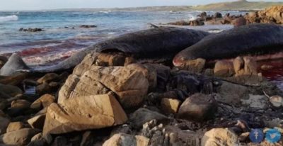 Αυστραλία. 14 φάλαινες ξεβράστηκαν νεκρές σε παραλία. Είχαν χάσει τη διαδρομή τους και βρέθηκαν στην Τασμανία