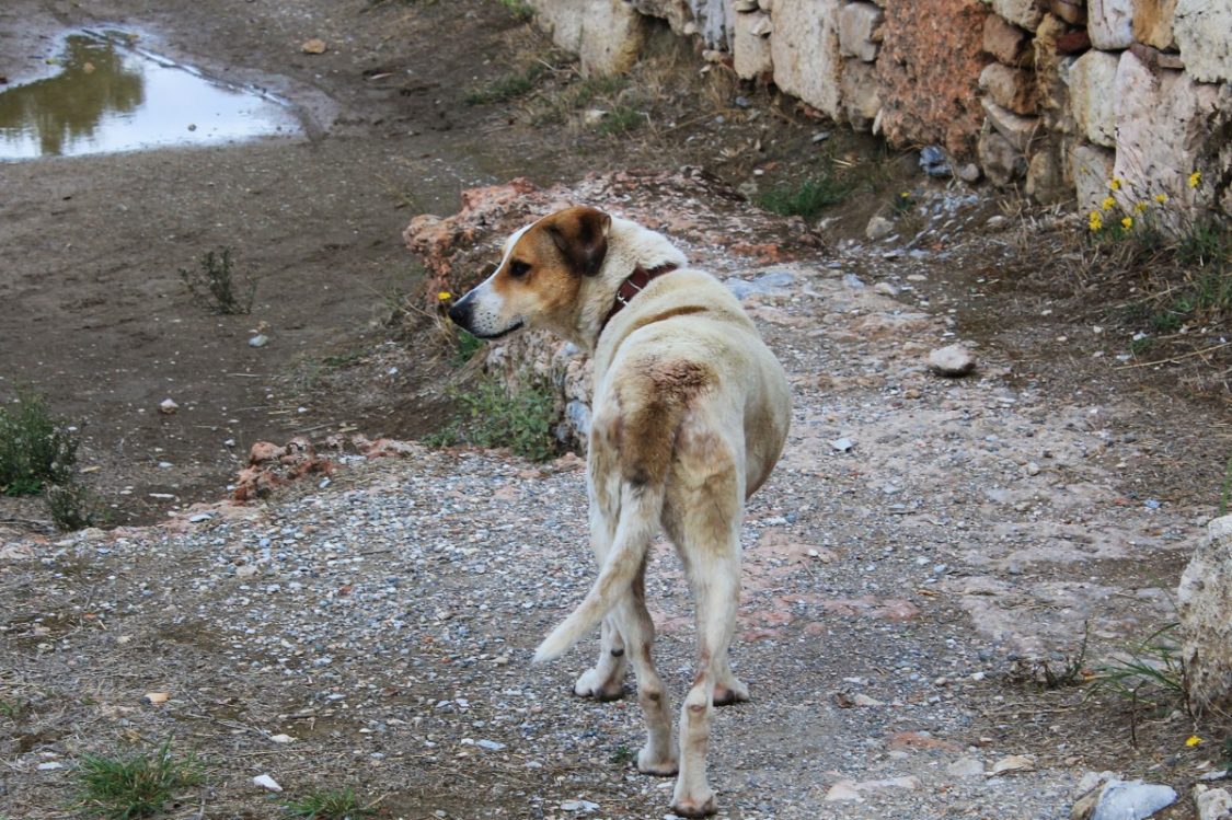 Επικηρύχθηκε δράστης βασανισμού ζώων στην Καστοριά. Βρέθηκαν νεκρά δυο σκυλιά και διάσπαρτα κρανία