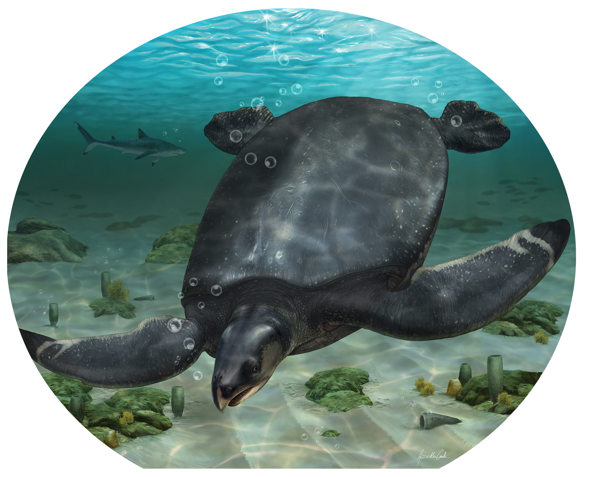 Ανακαλύφθηκε στην Ισπανία απολίθωμα αρχαίας θαλάσσιας χελώνας τεσσάρων μέτρων. Είναι η μεγαλύτερη στην Ευρώπη