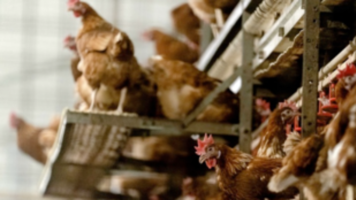 Πράσινο φως για το πρώτο εργαστηριακό κρέας πουλερικών για κατανάλωση. Σερβιρίστηκε στη διεθνή διάσκεψη για το κλίμα COP27