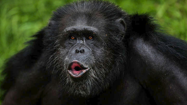 Σουηδία: Τρεις χιμπατζήδες θανατώθηκαν αφού το έσκασαν από τον περίβολό τους στον ζωολογικό κήπο Φουρούβικ
