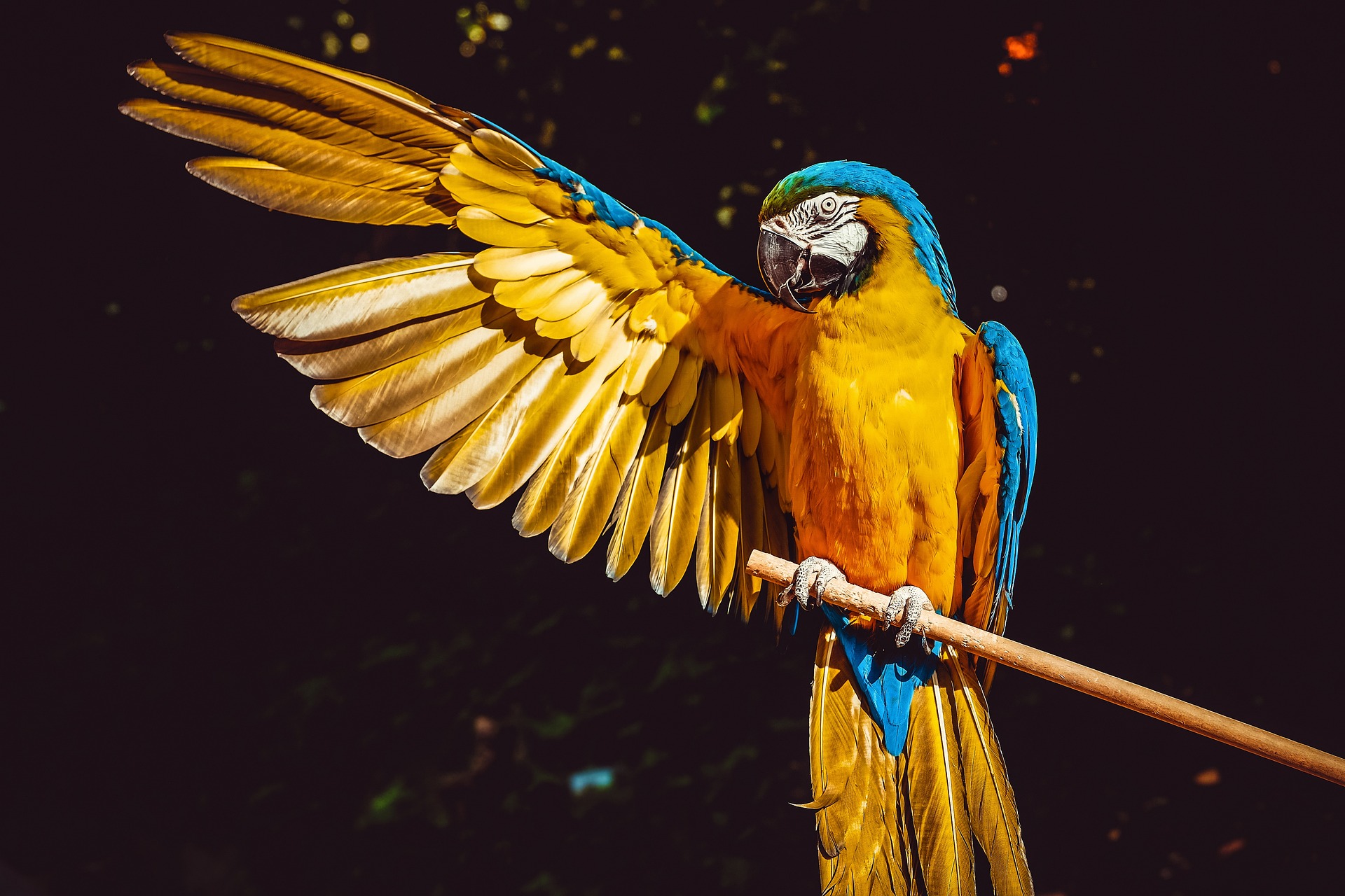 Πώς καταρρίφθηκε η επιστημονική άποψη ότι τα πτηνά δεν είναι “έξυπνα”. Τι έδειξε η έρευνα σε παπαγάλους και κοράκια