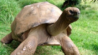 Ο Τζόναθαν είναι η γηραιότερη χελώνα στον κόσμο. Έκλεισε τα 190 χρόνια
