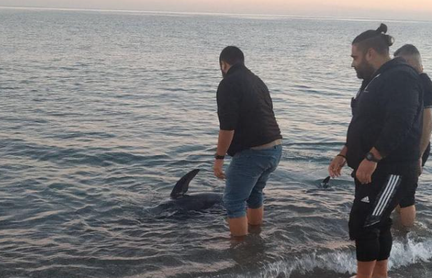 Μικρή φάλαινα εντοπίστηκε στην παραλία του Ρεθύμνου. Η κινητοποίηση για να γυρίσει σε θάλασσα