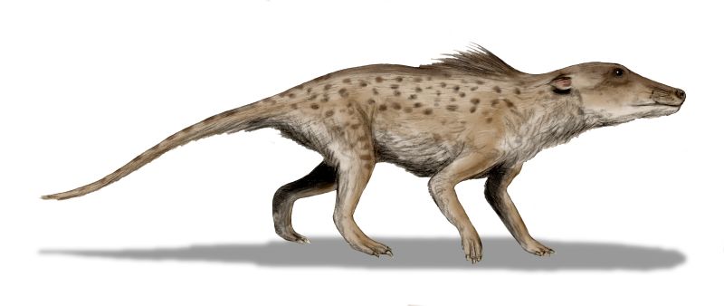 Pakicetus