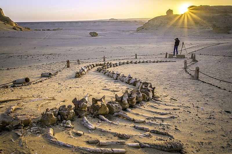 Όταν οι φάλαινες περπατούσαν! Τι μαρτυρούν οι εκατοντάδες απολιθωμένοι σκελετοί που εντοπίστηκαν σε κοιλάδα της Αιγύπτου