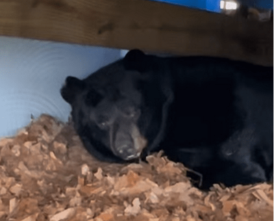 Μαύρη αρκούδα φώλιασε στην αυλή ενός σπιτιού στο Κονέκτικατ για να πέσει  σε χειμερία νάρκη. Η αντίδραση της οικογένειας (βίντεο)