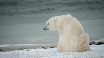 Πολική αρκούδα επιτέθηκε και σκότωσε μια γυναίκα και ένα αγόρι στην Αλάσκα. Πόσες επιθέσεις έχουν καταγραφεί