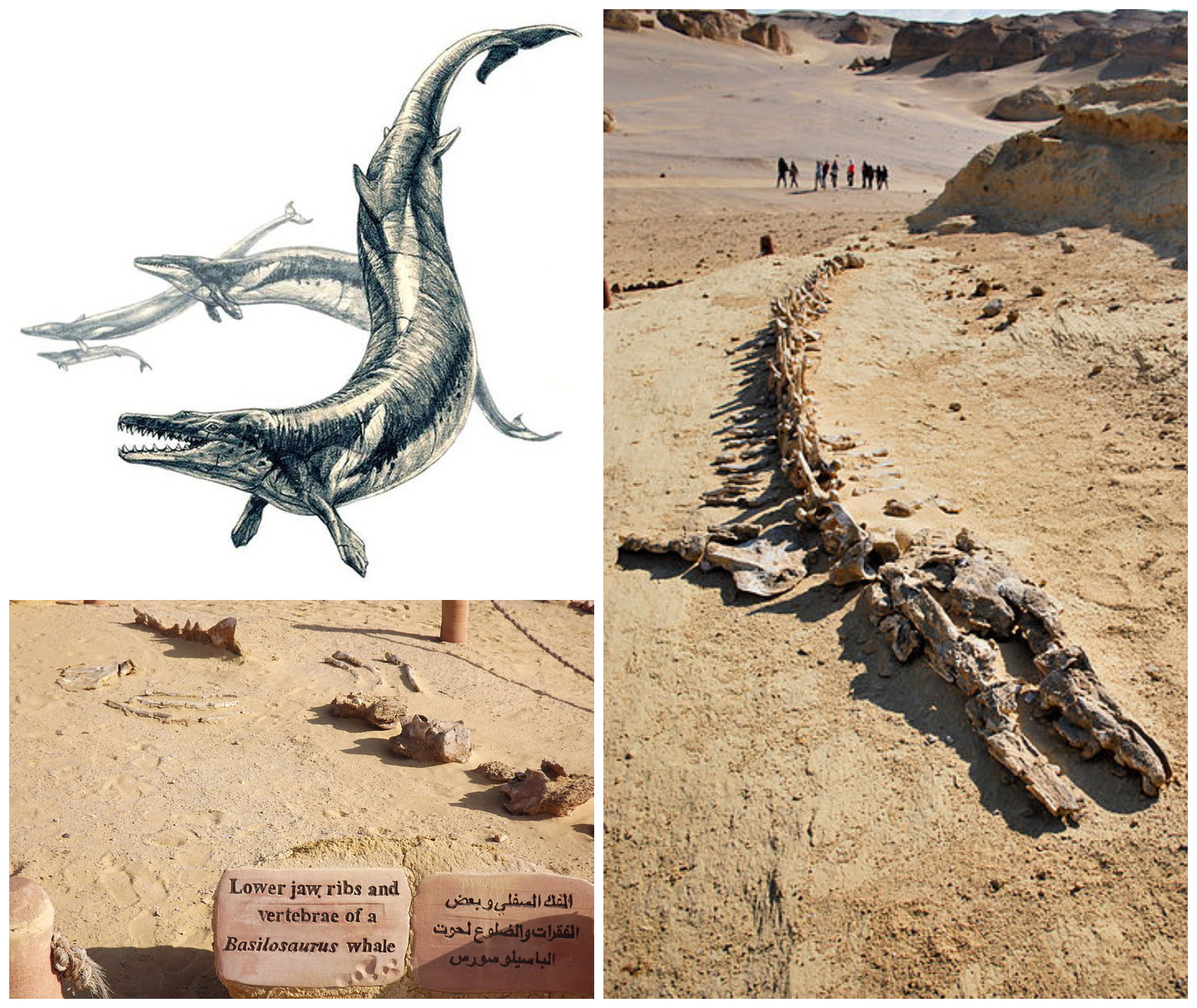collage_basilosaurus