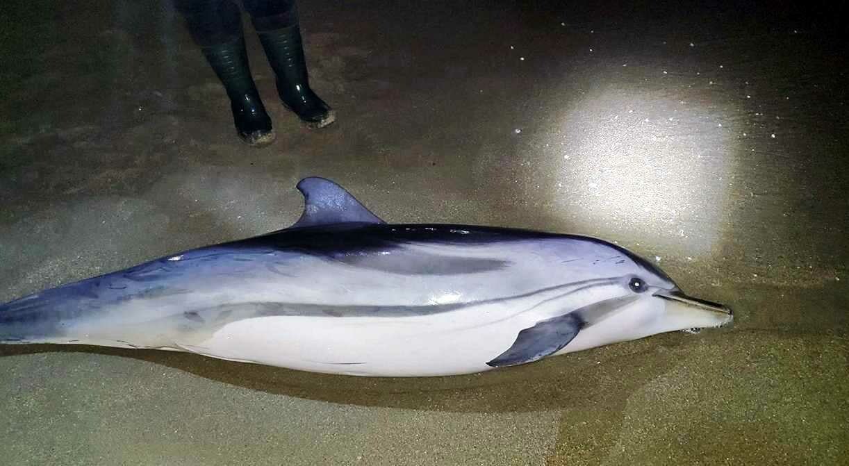 Νεκρό ξεβράστηκε δελφίνι στην παραλία της Νέας Καρβάλης στην Καβάλα (φωτο)